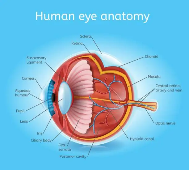 Vector illustration of Human Eye Anatomy Detailed Realistic Vector Scheme