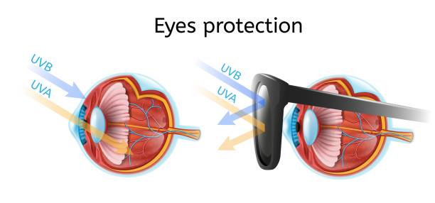 Eyes Protection from Harmful Sun Rays Vector Chart Eyes Protection Vector Infographic with Human Eyeball Anatomical Structure in Cross Section View Comparing Sun Rays Impact on Naked and Protected Black Sunglasses Eye Isolated on White uv light stock illustrations