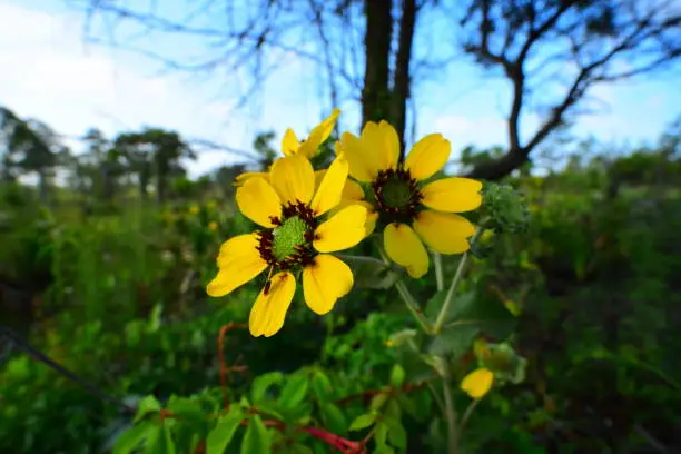 Pair of blooming Florida Greeneyes (Berlandiera subacaulis) in the undergrowth of a sparse forest. Photo taken in Walton county, Florida. Nikon D750 with Venus Laowa 15 mm macro lens