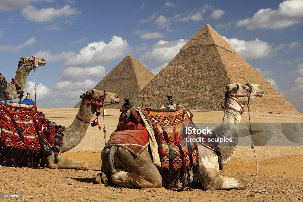 pyramids and camels  Egypt Stock Photo