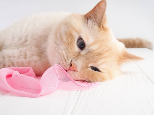 istock Cute little red kitten sleeps , relaxing, enjoying 963190568