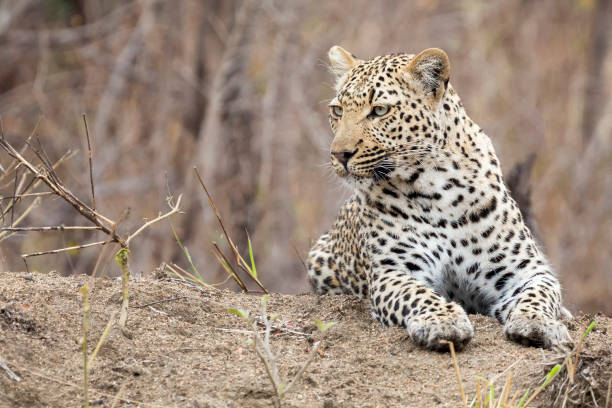 istock Lone leopard lay down to rest on an anthill in nature during daytime 963191712