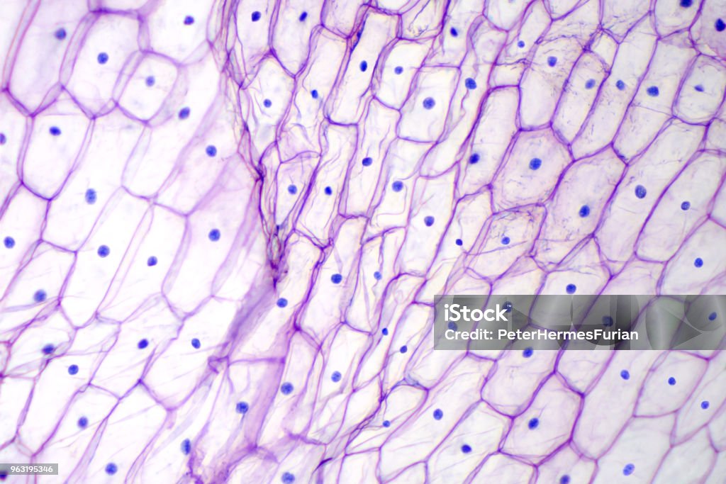 Épiderme d’oignon avec grandes cellules au microscope - Photo de Cellule libre de droits