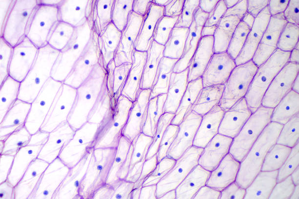 Onion epidermis with large cells under microscope Onion epidermis under light microscope. Purple colored, large epidermal cells of an onion, Allium cepa, in a single layer. Each cell with wall, membrane, cytoplasm, nucleus and large vacuole. Photo. magnification photos stock pictures, royalty-free photos & images