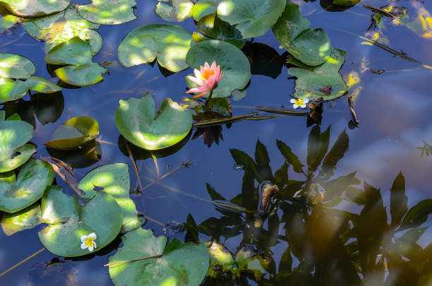 istock Water lily Nymphaea tetragona 963196070