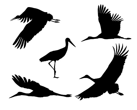 Set of realistic silhouettes stork or heron, flying and standing - vector