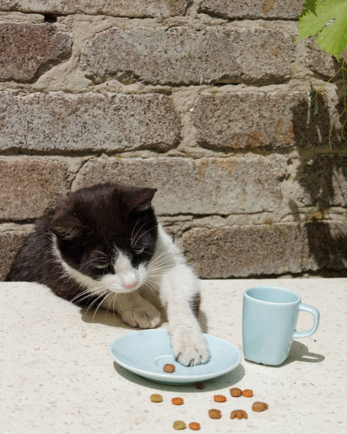 istock Cat eating food from a saucer 963199890