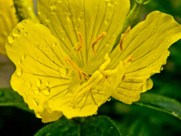 istock Close-Up Of miniature macro 963199954