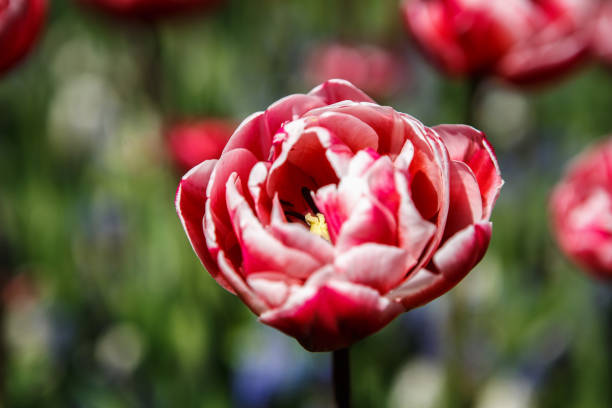 istock Garden flowers bloom in sunny spring day in Netherlands 963200610