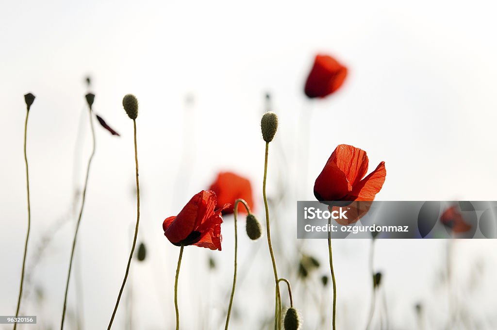 Красный poppies - Стоковые фото Мак - растение роялти-фри