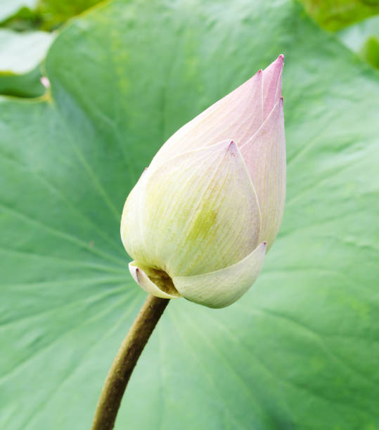 istock Close-Up Of Lotus Bud 963201624