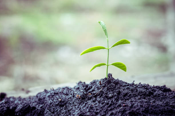 istock Close-Up Of Small Plant 963201770