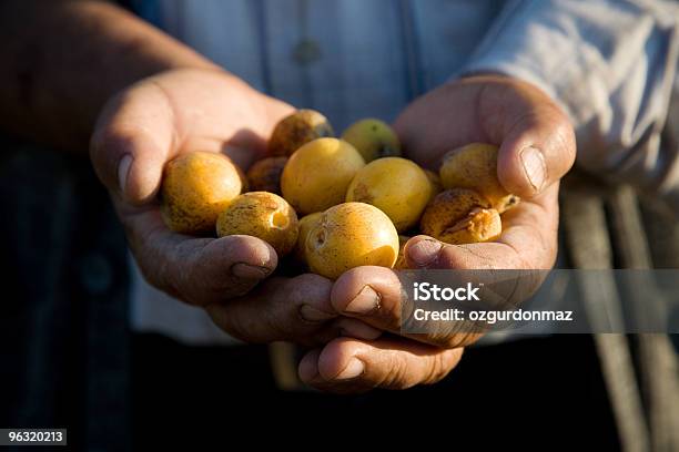 Handvoll Medlars Stockfoto und mehr Bilder von Agrarbetrieb - Agrarbetrieb, Aktiver Senior, Alter Erwachsener