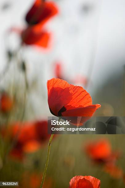 レッド Poppies - オニゲシのストックフォトや画像を多数ご用意 - オニゲシ, カラー画像, クローズアップ