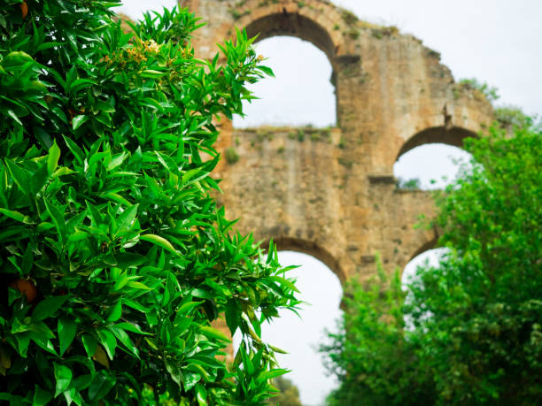 istock Orange trees plants with ripe fruits. 963205546