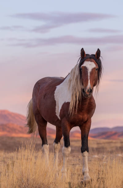 istock Wild Horse in the Sunset 963207604