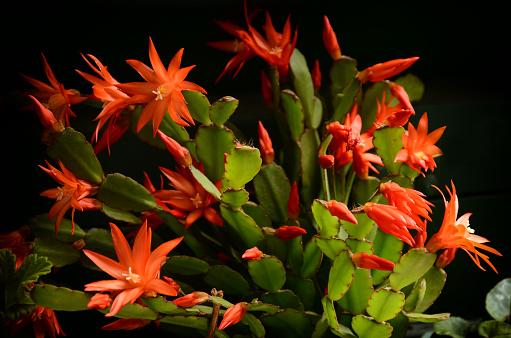 Beautiful red flowers of red Christmas cactus of Schlumbergera family