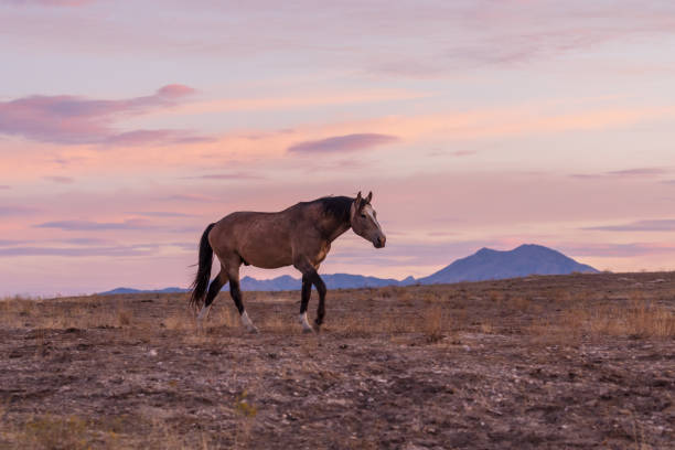 istock Wild Horse in the Sunset 963208046