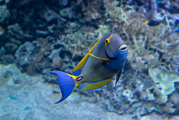 Pencil surgeonfish (Acanthurus dussumieri) or eye-stripped surgeonfish Acanthurus dussumieri is a tang from the Indo-Pacific. acanthuridae photos stock pictures, royalty-free photos & images