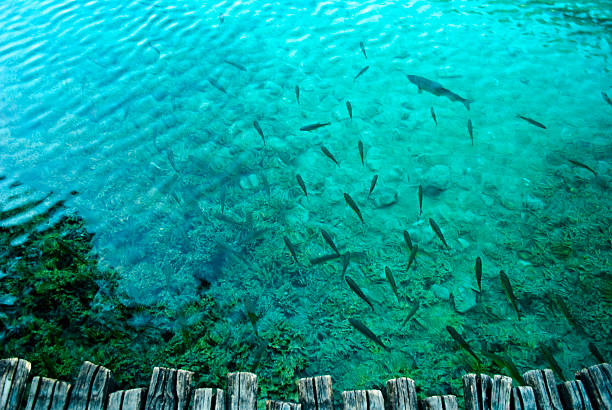 istock Fishes in crystal clear water 96322002