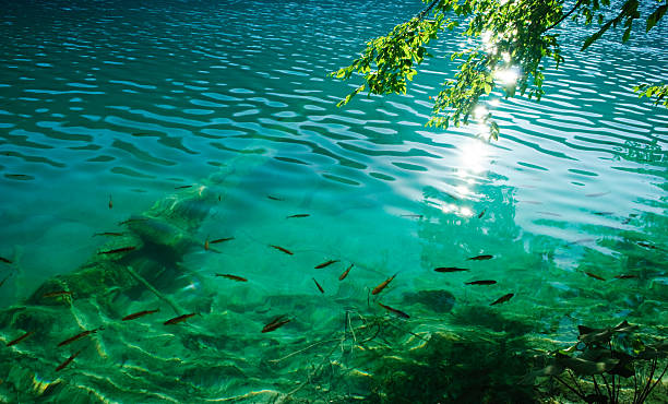 istock Fishes in crystal clear water 96322004