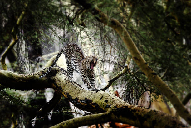 野生のヒョウ - leopard kruger national park south africa africa ストックフォトと画像