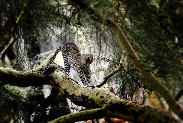 Leopard in the Wild Leopard in the Wild leopard big cat animal africa stock pictures, royalty-free photos & images