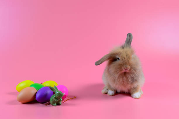 istock Brown fluffy rabbit sitting on pink background and colorful egg 963221408