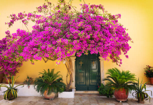 typical greek alley with beautiful pink flower in Corfu island, Greece beautiful greek street in Corfu corfu stock pictures, royalty-free photos & images