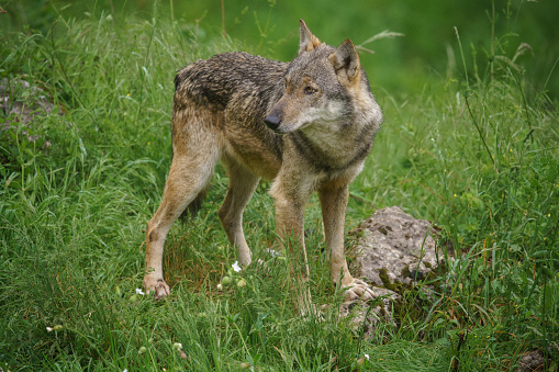 pack of wolves in the national park of abruzzo