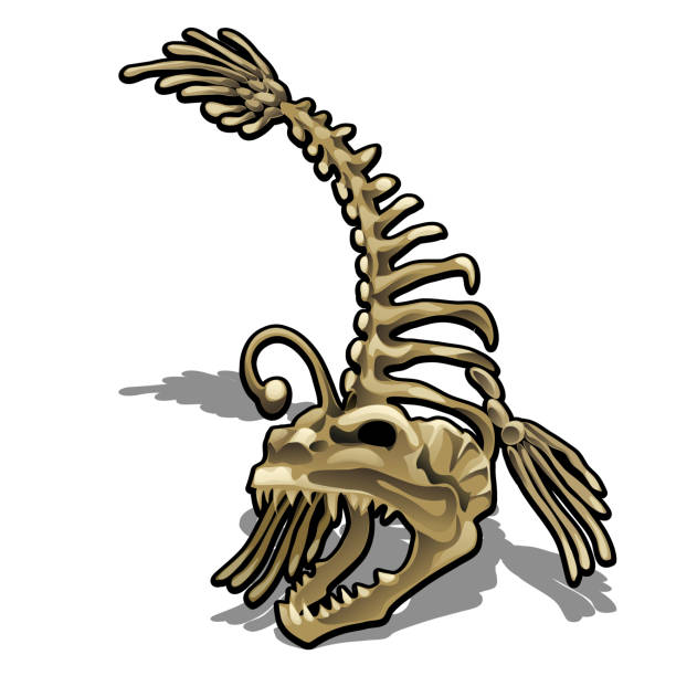 istock Museum exhibit the skeleton of a fish anglerfish isolated on white background. Vector illustration 963229576