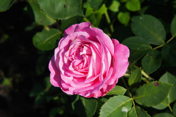 istock Pink tea hybrid rose with green foliage 963230250