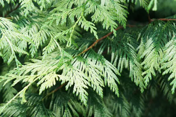 Thuja plicata or western or pacific redcedar green branches background