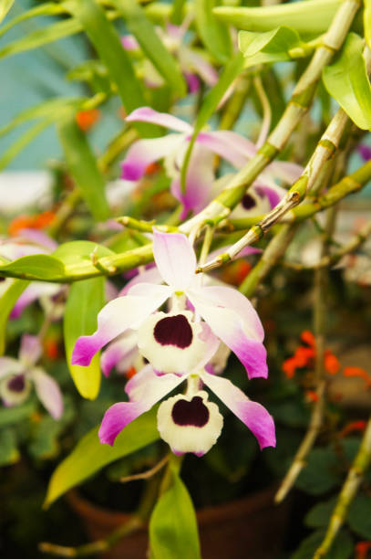 istock Dendrobium nobile orchid white and purple flower with green 963230332