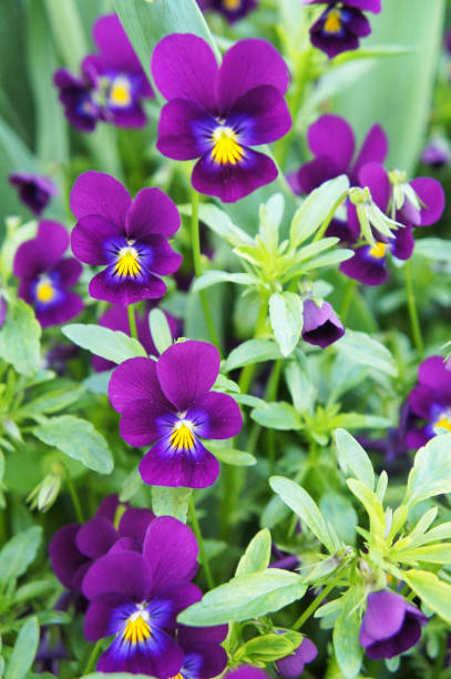 viola tricolor wittrockiana ou johnny jump heartsease ou facilidade do coração ou delícia do coração ou cócegas-meu-fantasia ou jack-jump-up-and-kiss-me ou três caras em um capuz ou ame-in-ócio flores roxas - hood ornament - fotografias e filmes do acervo