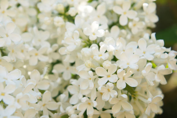 istock Syringa hyacinthiflora mount baker many white lilac flowers close up 963230670