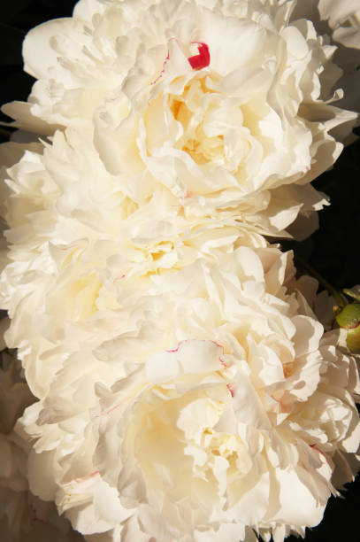 istock Paeonia lactiflora or white peony flowers close up 963230716