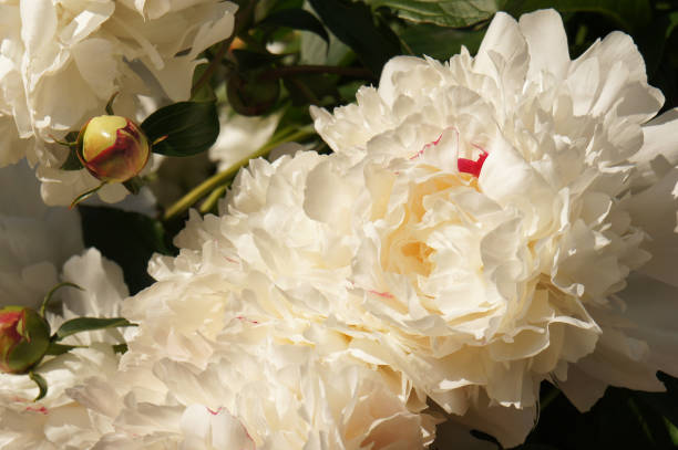 istock Paeonia lactiflora or white peony flowers close up 963230736