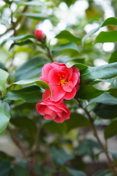 istock Camellia red flowers with green foliage 963230826