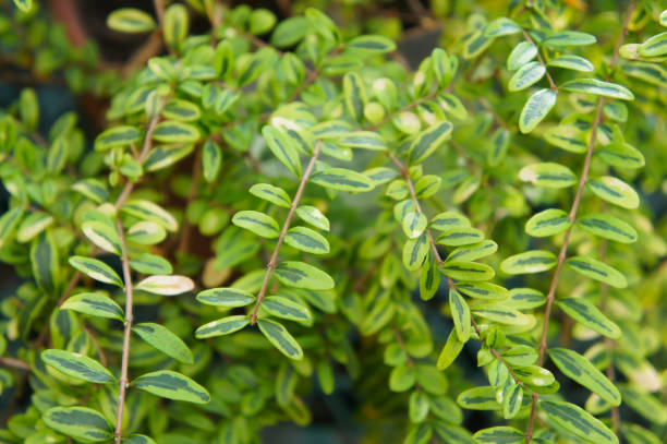 Lonicera nitida or lemon beauty box honeysuckle plant with green foliage stock photo