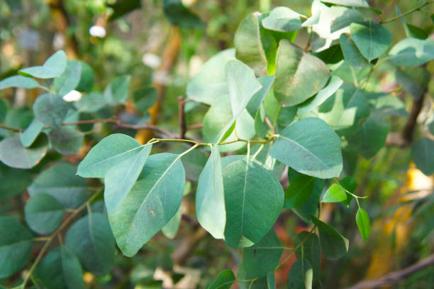 istock Eucalyptus polyanthemos or red box plant green foliage 963230892