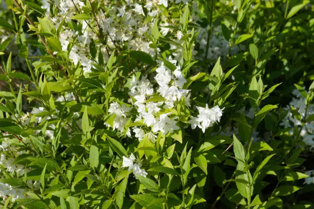 Deutzia gracilis or slender deutzia white flowers on green shrub