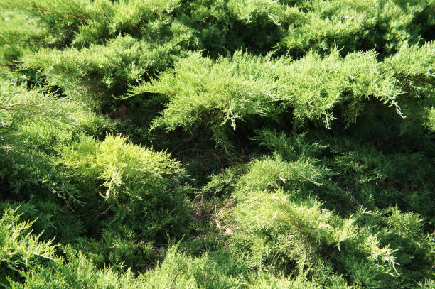 Juniperus pfitzeriana mint julep green shrub Juniperus pfitzeriana mint julep green shrub juniperus chinensis stock pictures, royalty-free photos & images