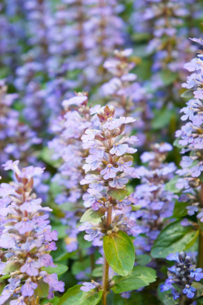 ajuga reptans o azul bugleweedor de corneta o bugleherb o alfombra de flores de san lorenzo planta azul con verde - ajuga fotografías e imágenes de stock