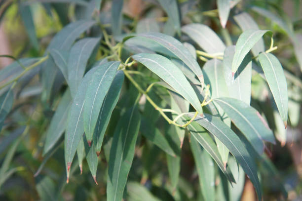 Eucalyptus radiata or narrow-leaved peppermint or forth river peppermint stock photo