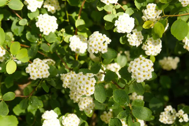 Spiraea betulifolia green shrub with white flowers background