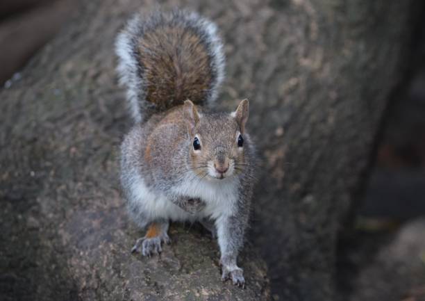 This study in gray features an appealing squirrel perched on a tree trunk. It's is looking at the camera and raising its paw.