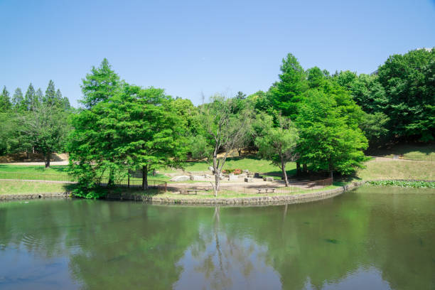 istock beautiful scenic in the park 963234762