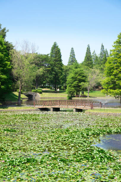 istock beautiful scenic in the park 963234898