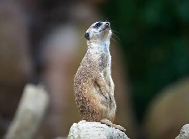 Photo of suricato, meerkat, moongose